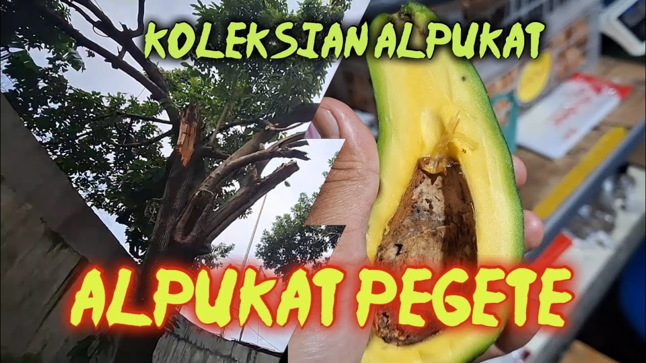 Alpukat PEGETE Untuk Pecinta Alpukat Bisa Jadi Koleksian Anda 