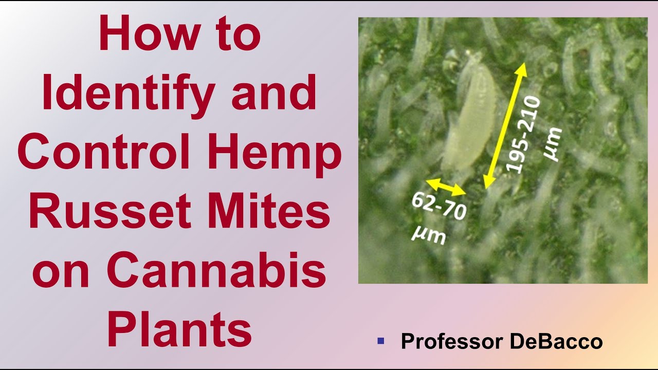 How to Identify and Control Hemp Russet Mites on Cannabis Plants