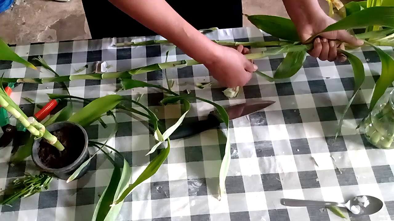 COMO FAZER MUDAS DO BAMBU DA SORTE (BAMBU CHINÊS) | Dora jardinagem