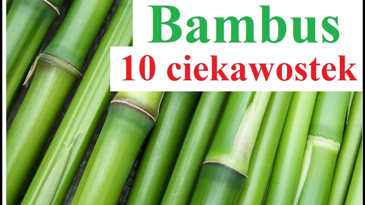 Bambus - 10 ciekawostek