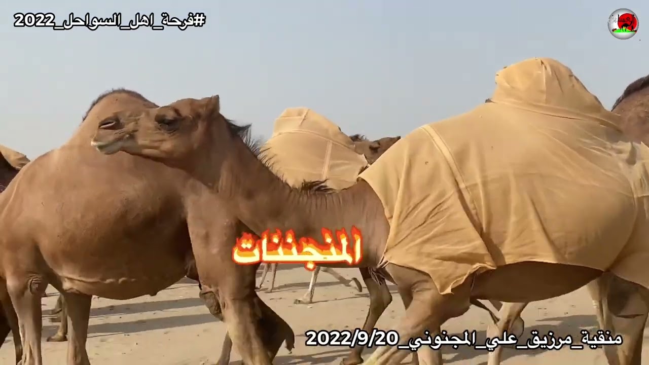 منقية /مرزق بن علي المجنوني