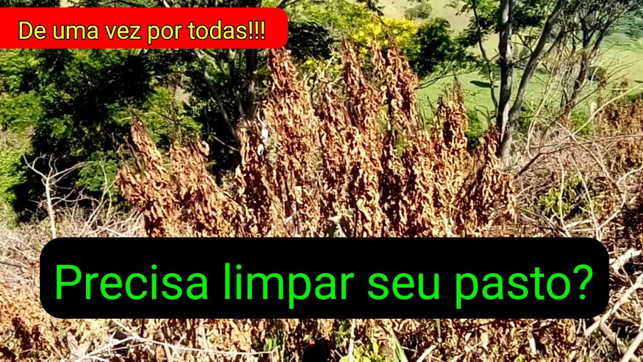 Controle químico, quais produtos estou usando!