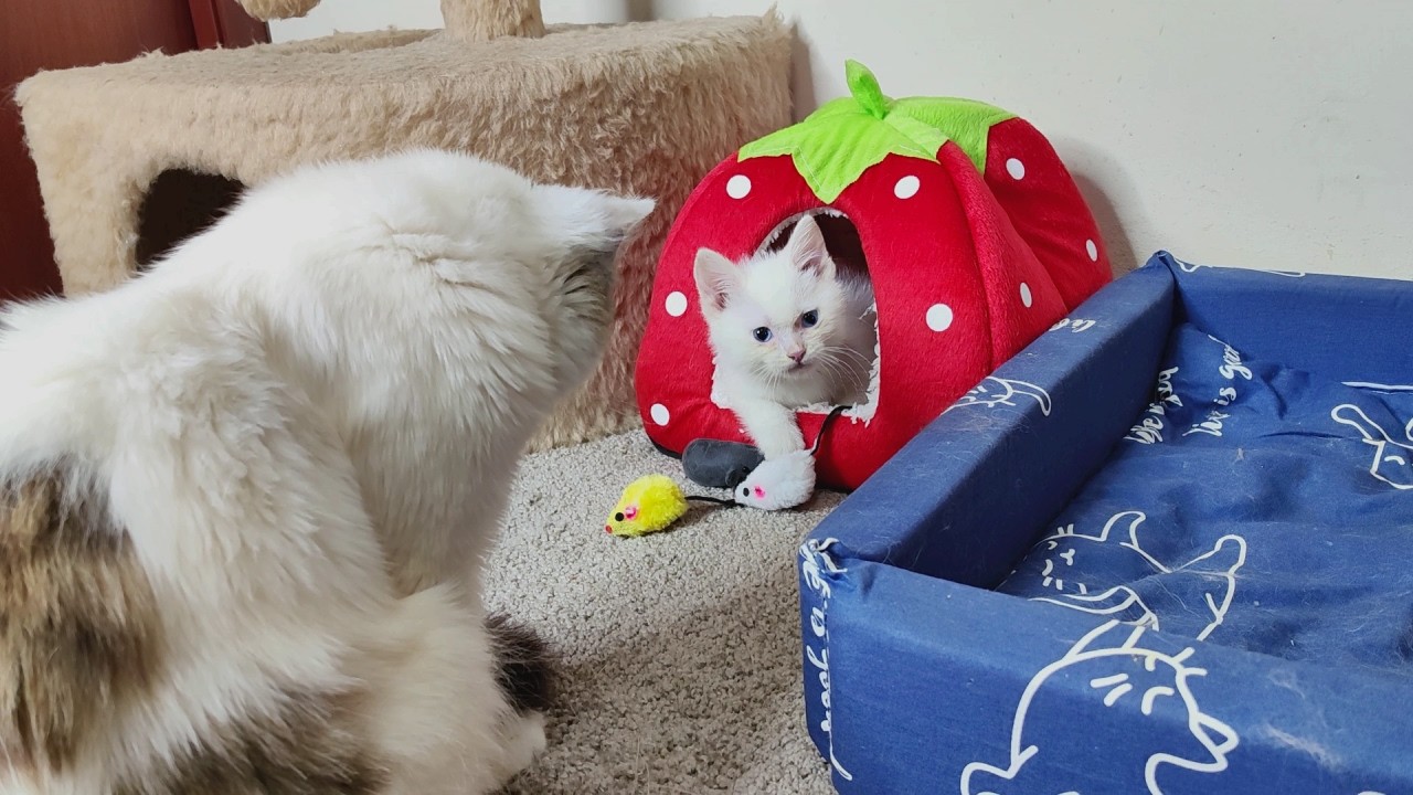 Котенок Дино тащит игрушки домой. Кошка-мать и ее котята.