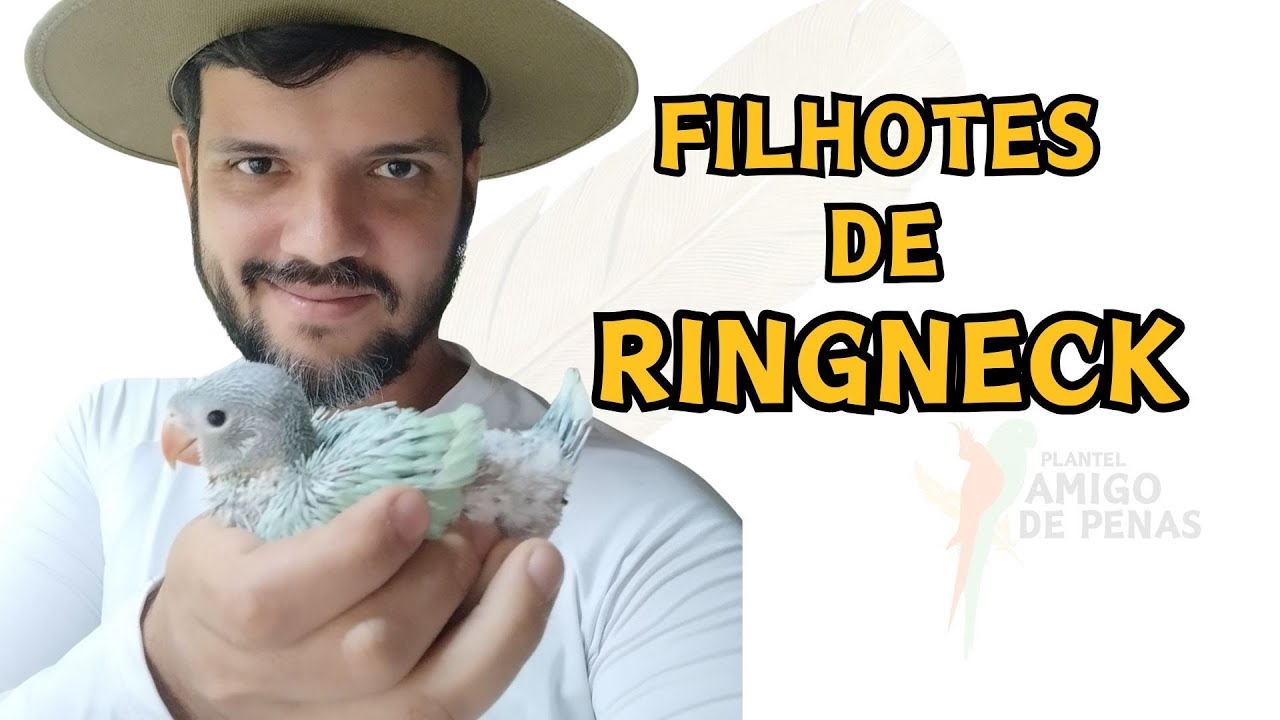 MEUS FILHOTES DE RINGNECK DESSA TEMPORADA 