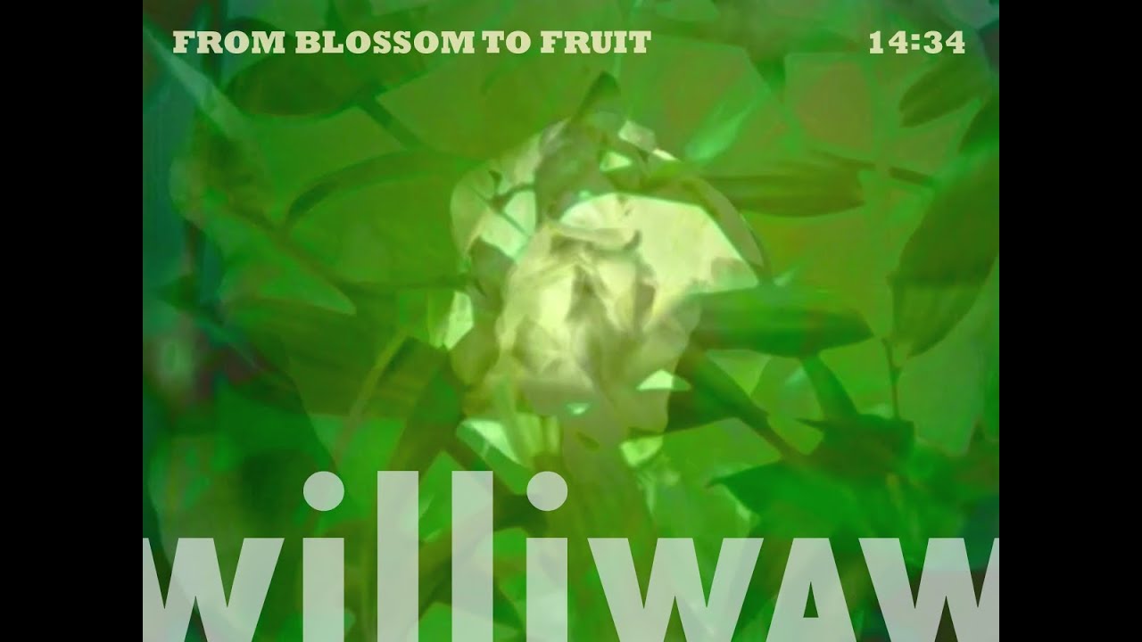 williwaw vs. from blossom to fruit