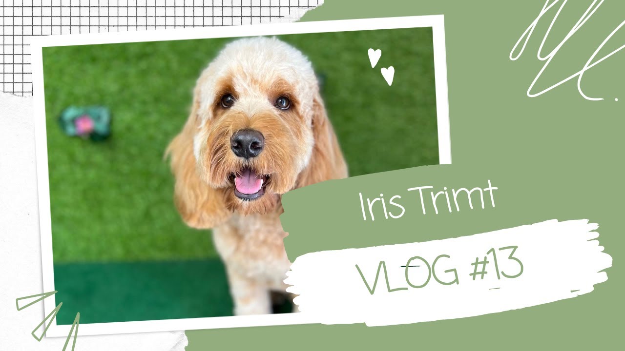 Hoe trim je een COCKAPOO?  || #vlog13
