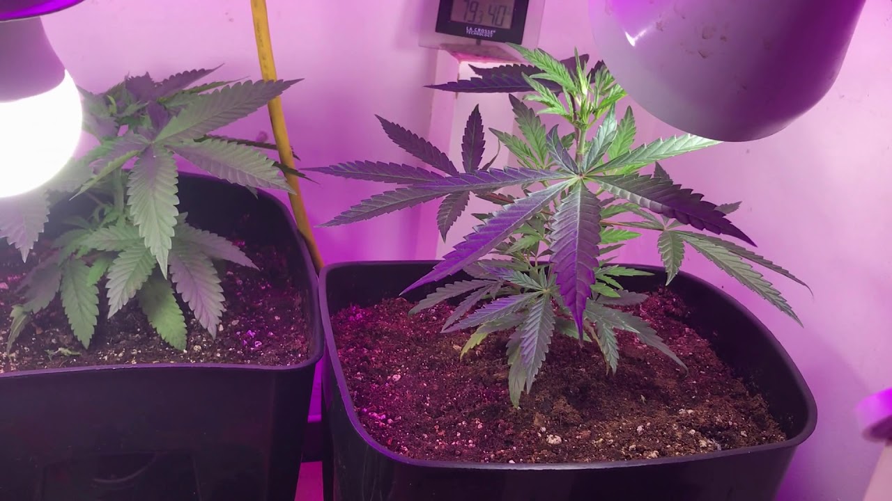 Awesome Sharp Sativa Leaves indoor Cannabis grow update December 23 2019