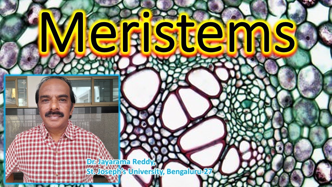 Meristem| Plant Tissue| Apical| Lateral| Intercalary| Dr. Jayarama Reddy| St. Joseph's University