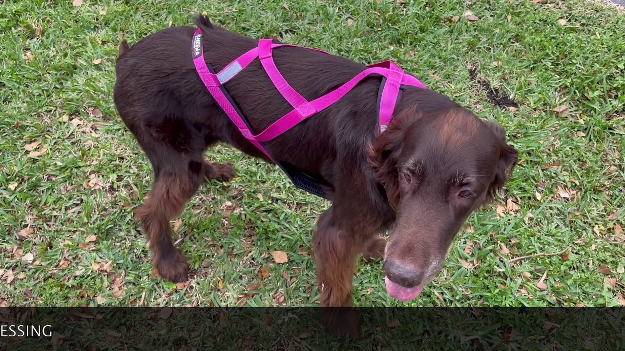 How to wear   Neewa Sled Pro Harness