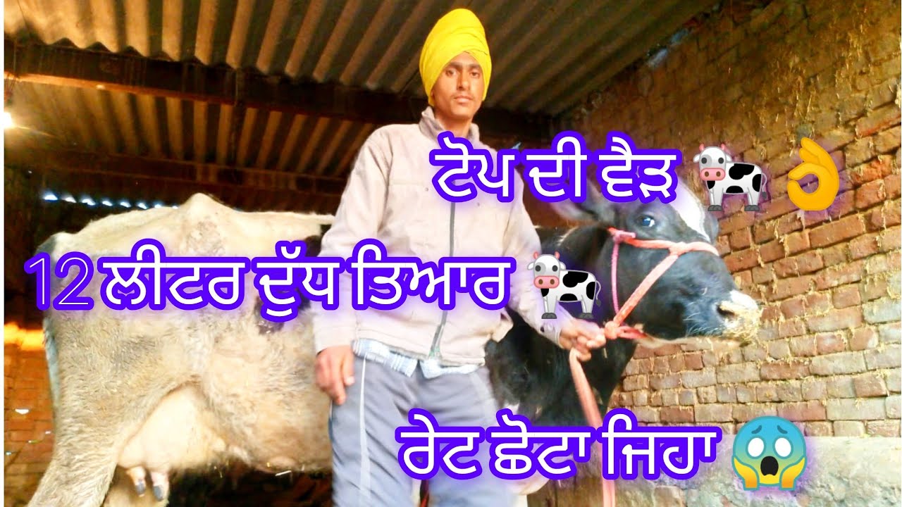 cow for sale Pannu farm . #cow #dairyfarm #salecow #viral #video