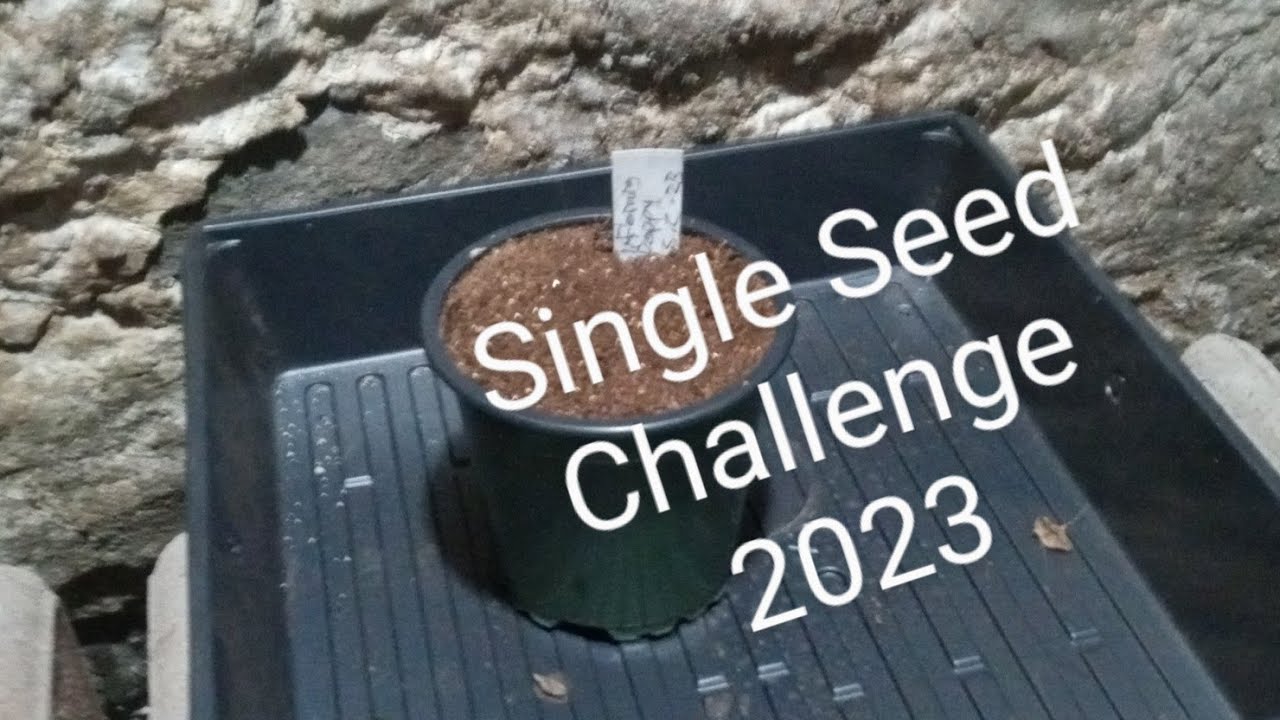 Single Seed Challenge 2023, Part 1