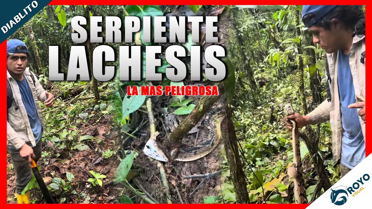 Encontr&eacute; una serpiente  Lachesis muta, la mas peligrosa