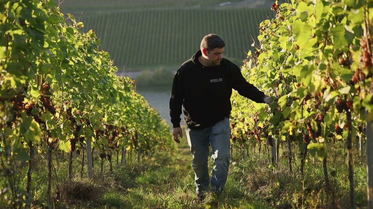 Die Weinlese 2021