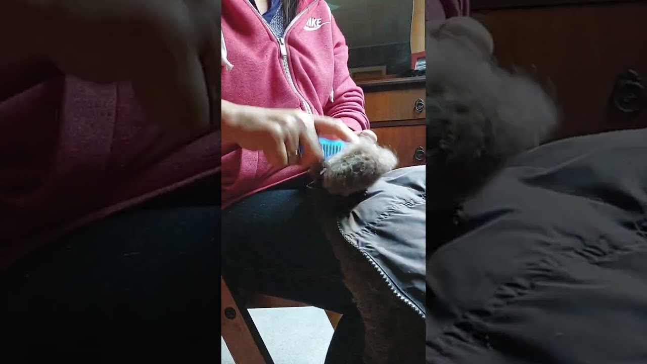 How to restore damaged faux fur
