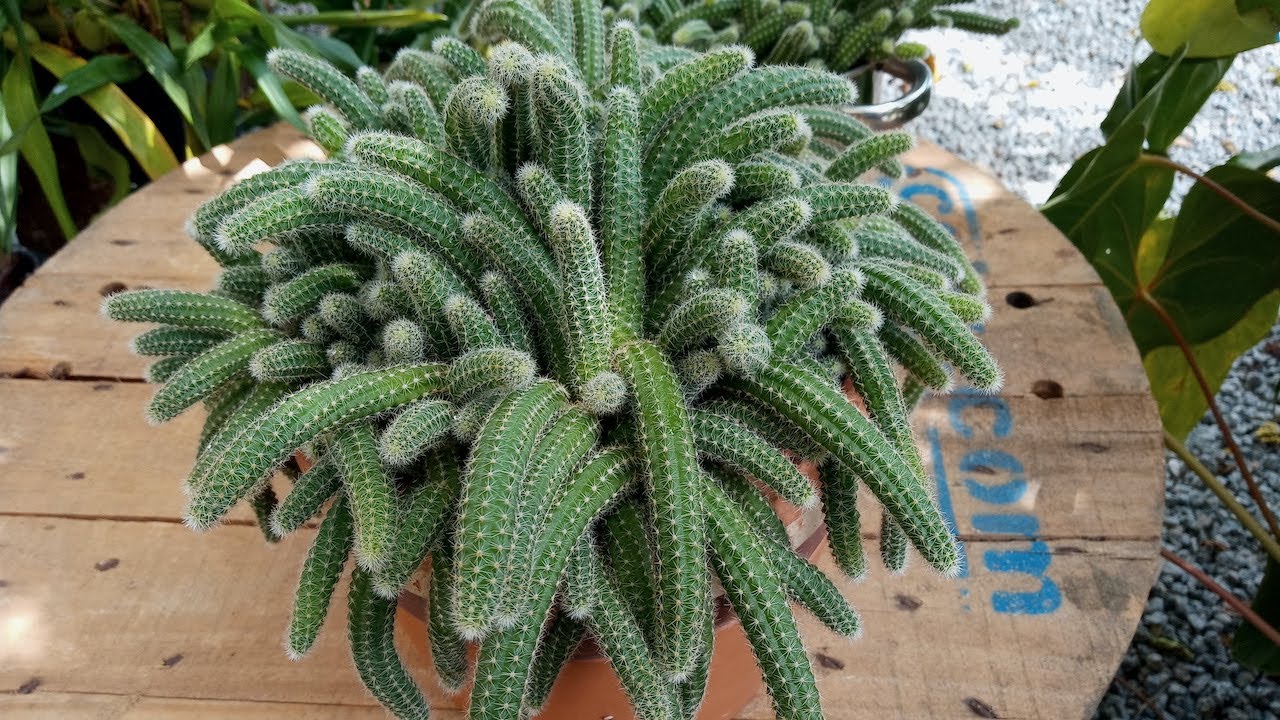 Como replantar cacto amendoim+dicas de cultivo.