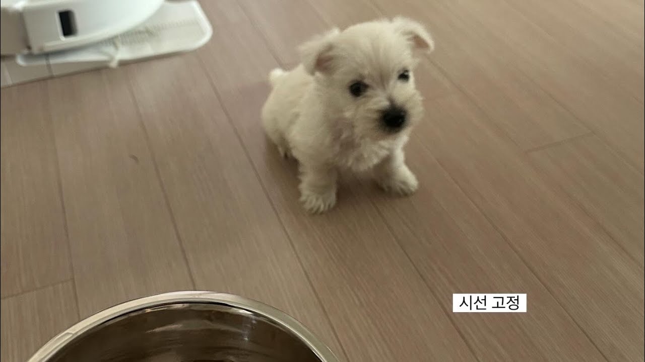 어느 날 우리 집에 온 3검은콩