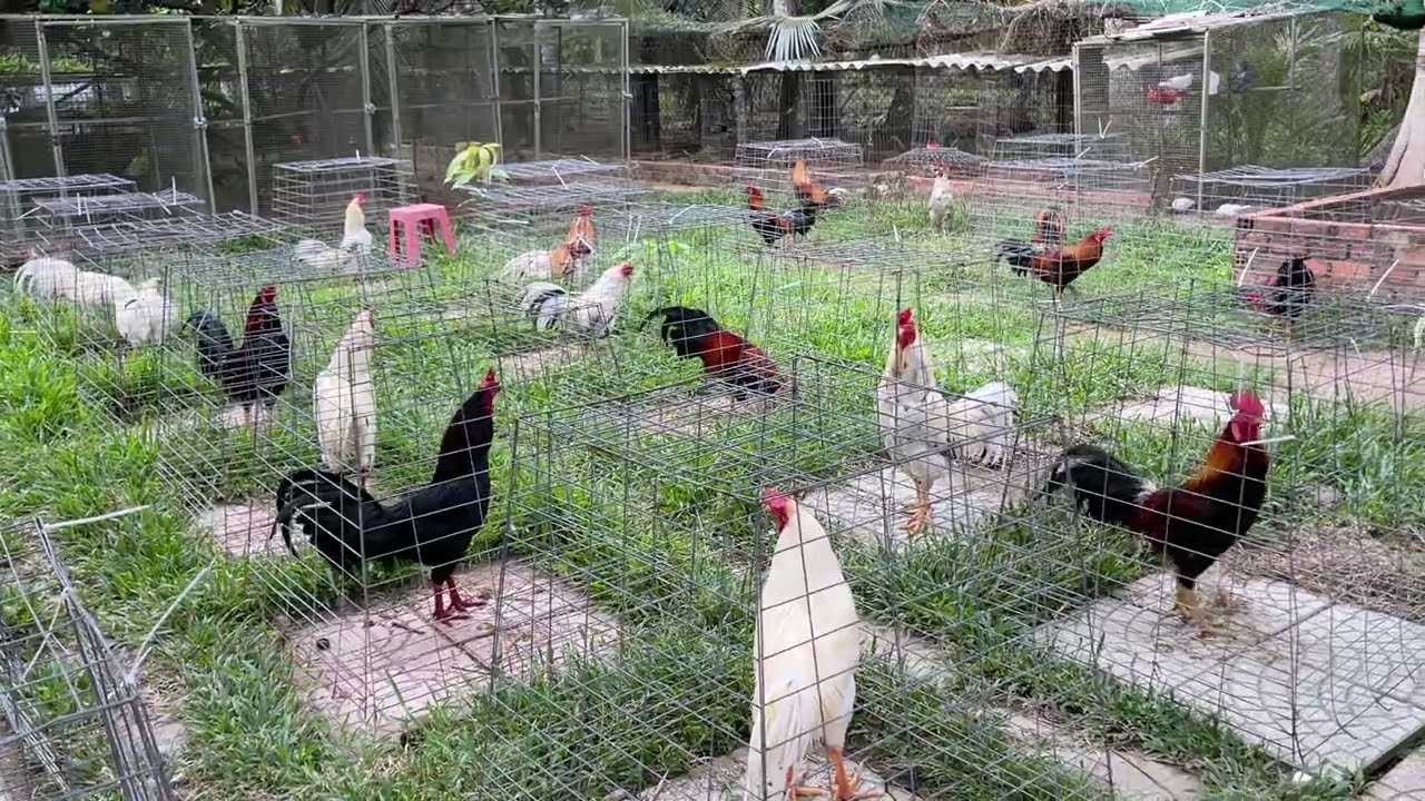 Top gà đang nuôi chế độ đặt biệt anh em xem vui vẻ buổi trưa ngày 13/03/2026 | đăng kí kênh theo dõi