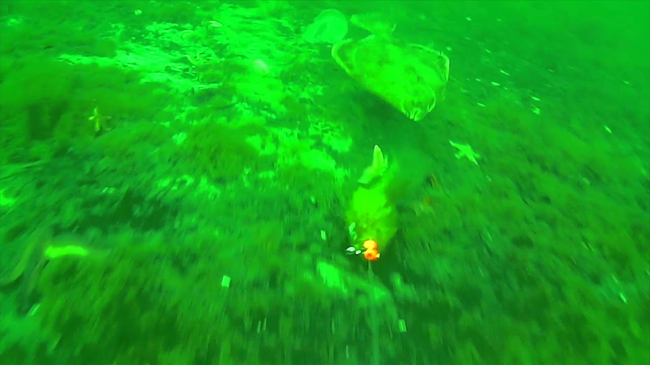 Plattfische jagen Wattw&uuml;rmer