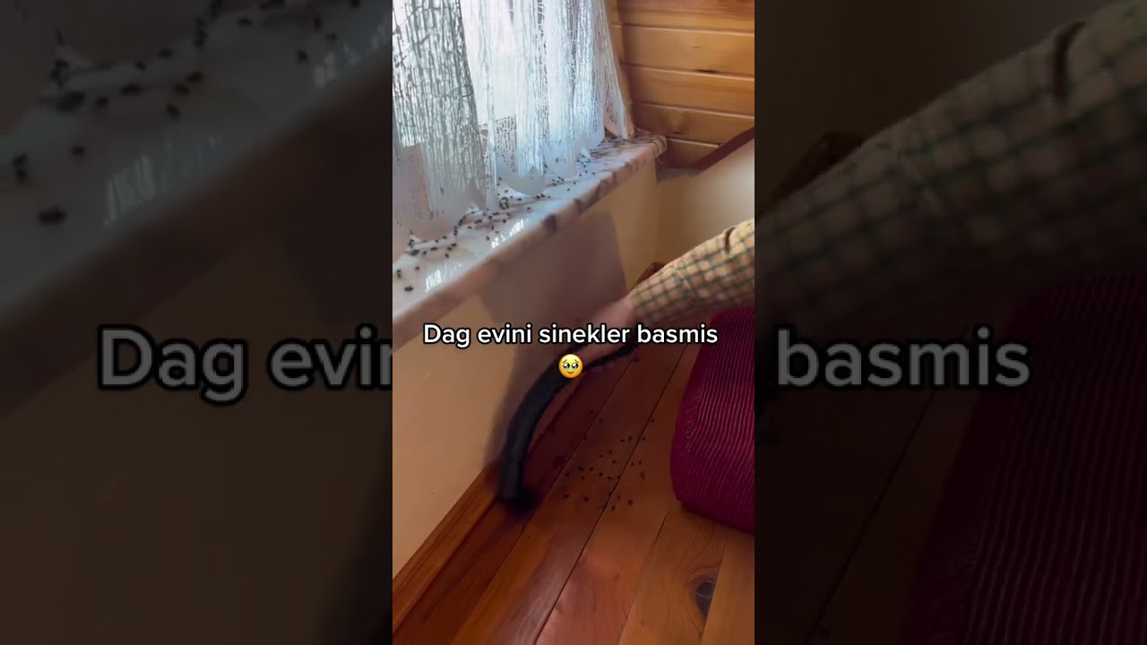 EVİ SİNEKLER BASMIŞ!! BU NEDEN OLUR? #home #ev #shortvlog  #temizlik #cleaning #reset