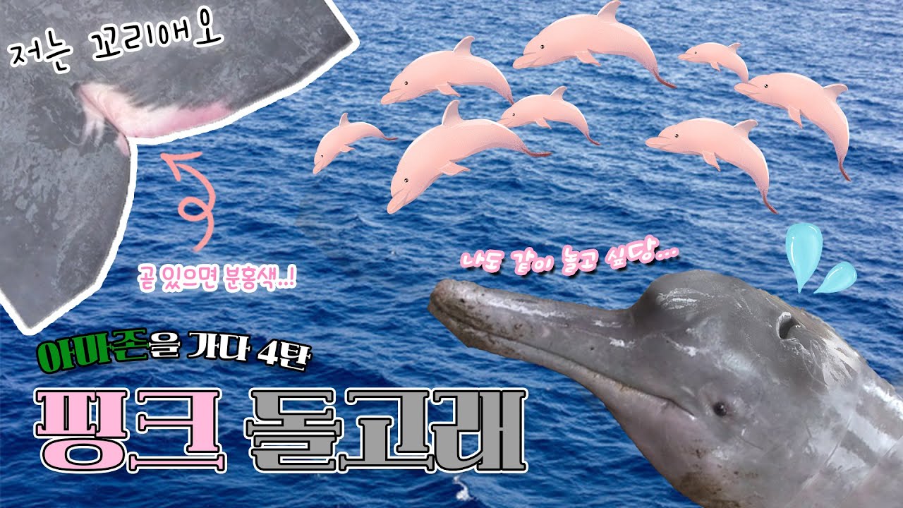아마존을 가다! 4탄 핑크돌고래 🦈💗 [KBS대/세/남 With Animals] / KBS 방송