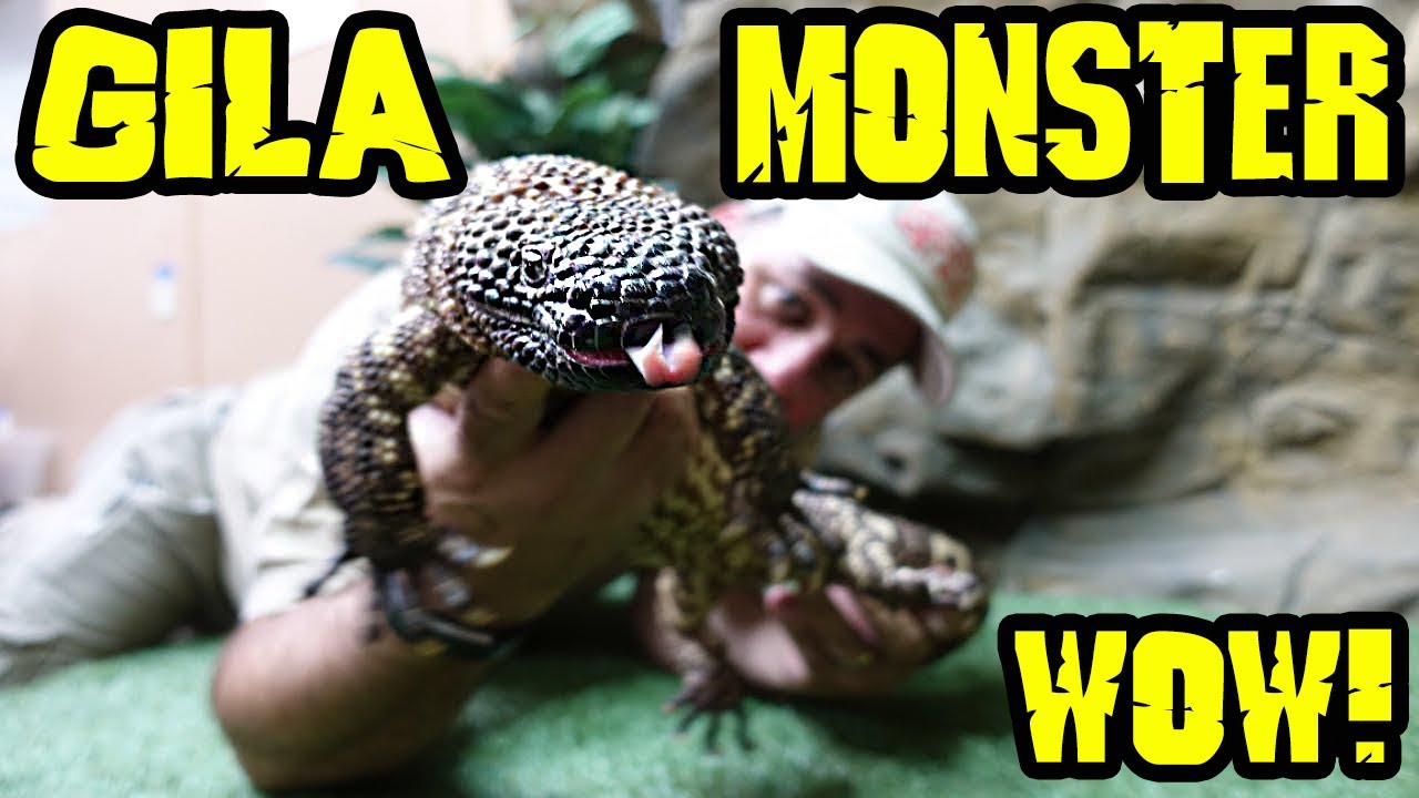 MOST RARE VENOMOUS LIZARDS IN THE WORLD: Gila Monster & Beaded Lizard