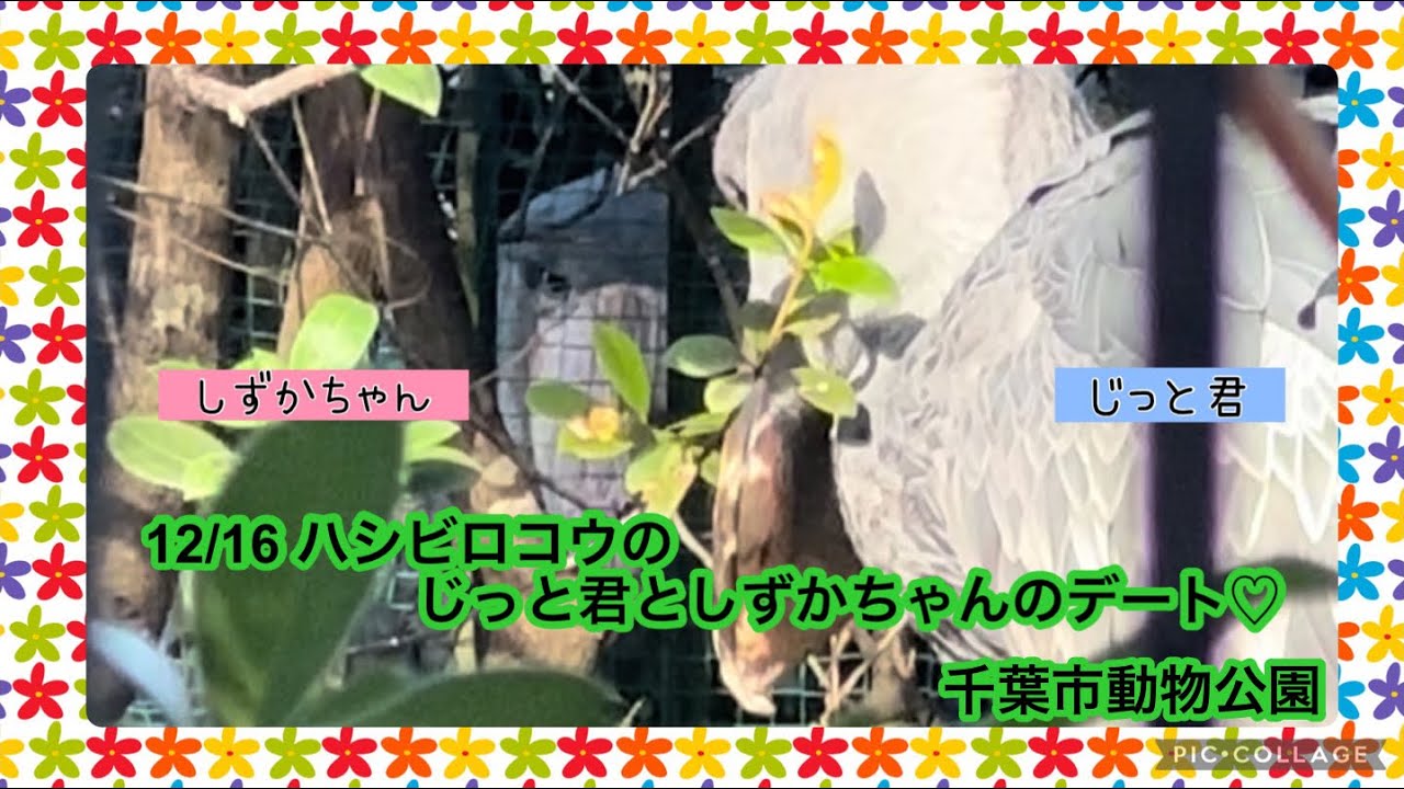 12/16 ハシビロコウ じっと君♡しずかちゃんのデート♡