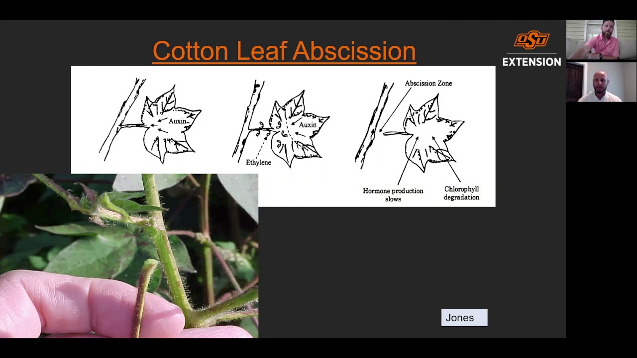 Harvest Aid Considerations