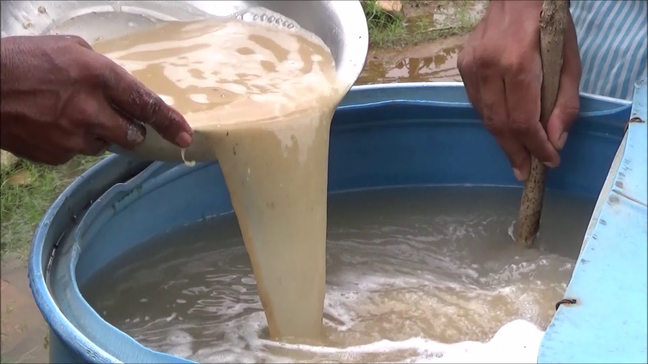 Natural Farming Method of controlling Mealybug in Papaya