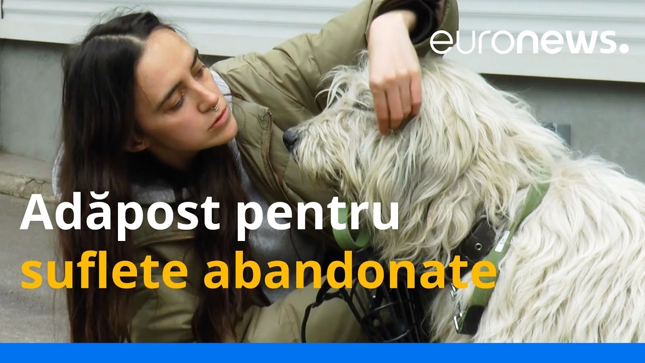Animale abandonate, salvate din calea războiului