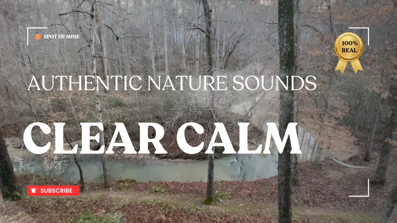 Woodland Creek Flowing Gently | Calming Nature Ambience for Study & Rest | Creek Life