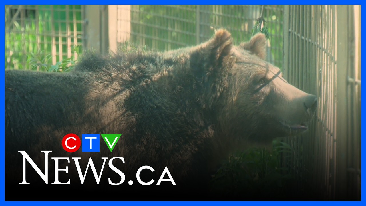 Гризли сбежал из вольера в зоопарке Калгари | Дневной выпуск новостей CTV Calgary от 17 августа 2...