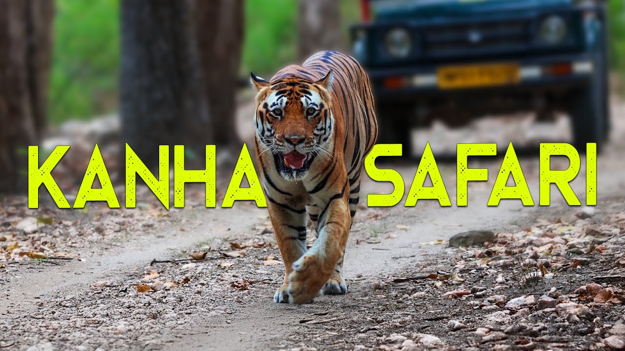 Thrilling Wildlife Encounter: Tiger and 15 Wild Dogs in Kanha Jungle