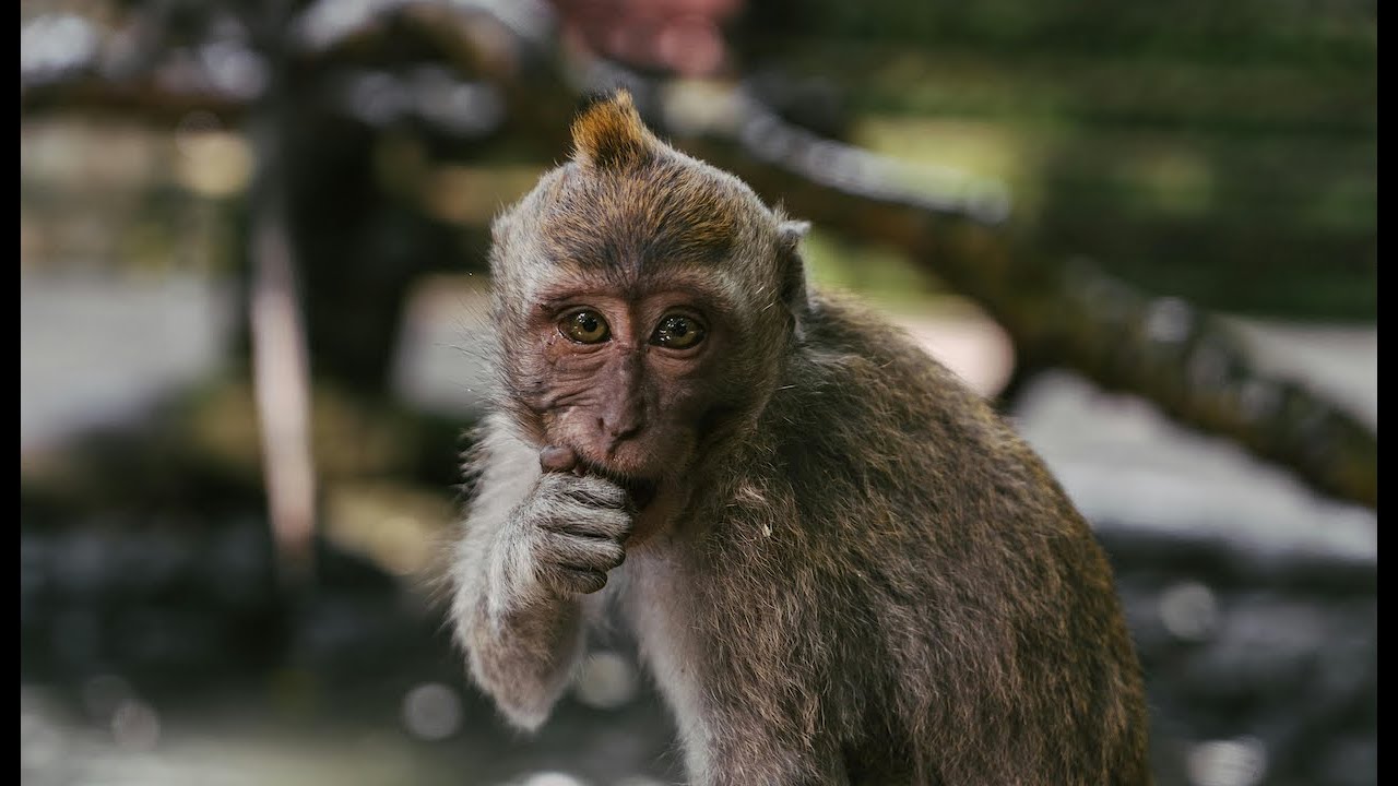 Help Endangered Macaques - Vote for Animals 2025!