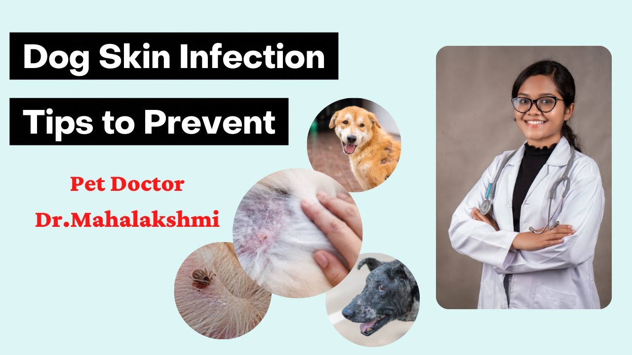 Dog Skin Infection| Tips to Prevent| Pet Doctor| Dr.Mahalakshmi