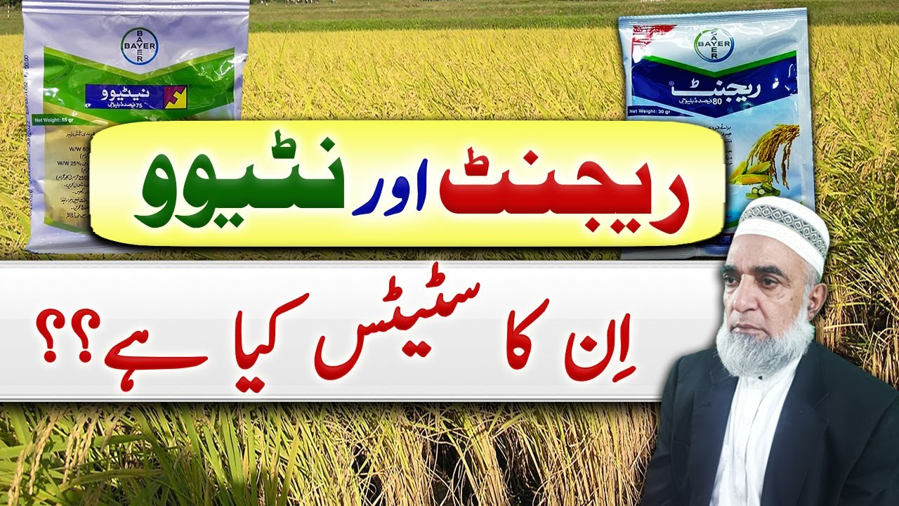 Status of Nativo (bayer) and Regent (bayer) || Crop Reformer