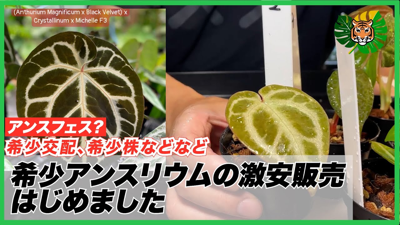 激安の希少アンスリウムとフィロデンドロンがRARE PLANTS JAPANに入荷されたので、植替えしながら紹介しました