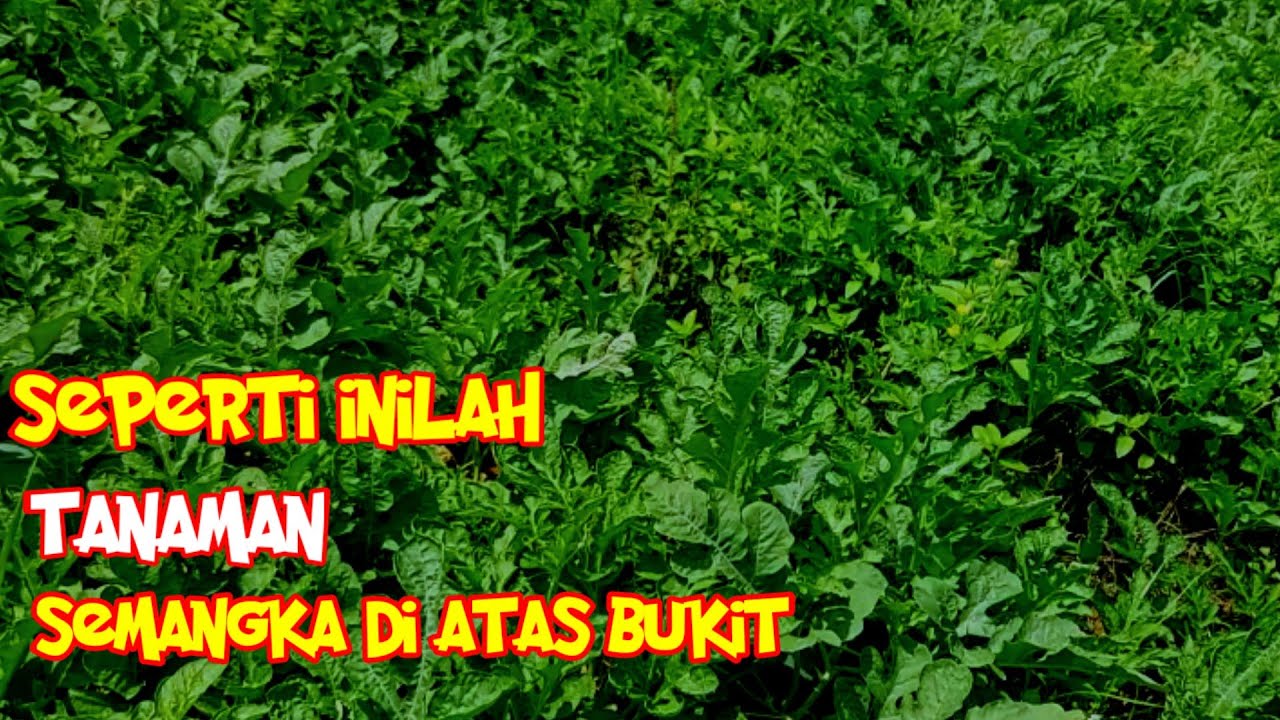 Tanaman semangka diatas bukit