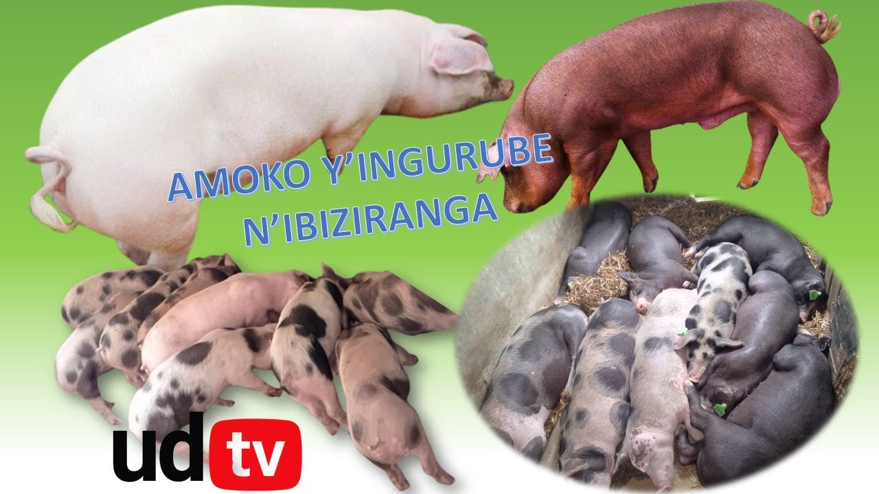 Amoko y'ingurube n'ibiziranga, umusaruro zitanga n'itandukaniro mu gutanga umusaruro.