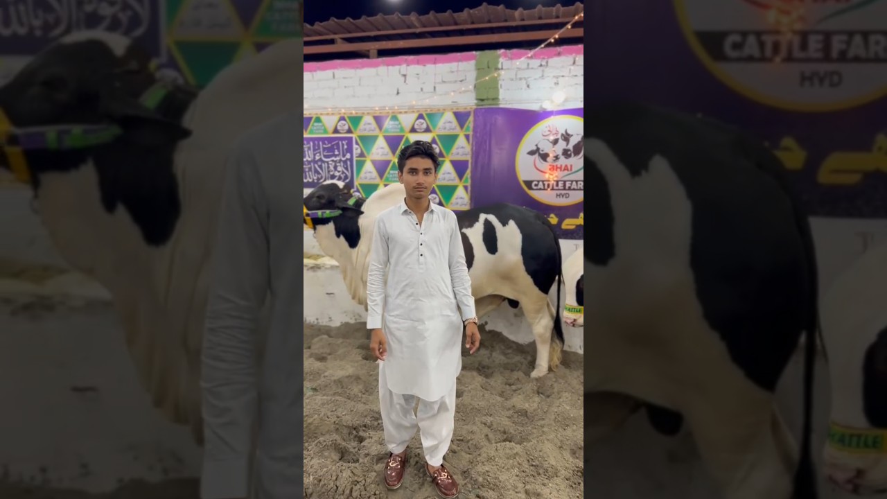 Qurbani collection 2025 bhai cattle farm #cattle #cow #mandiupdate #qurbanicollection2025 #cowlover
