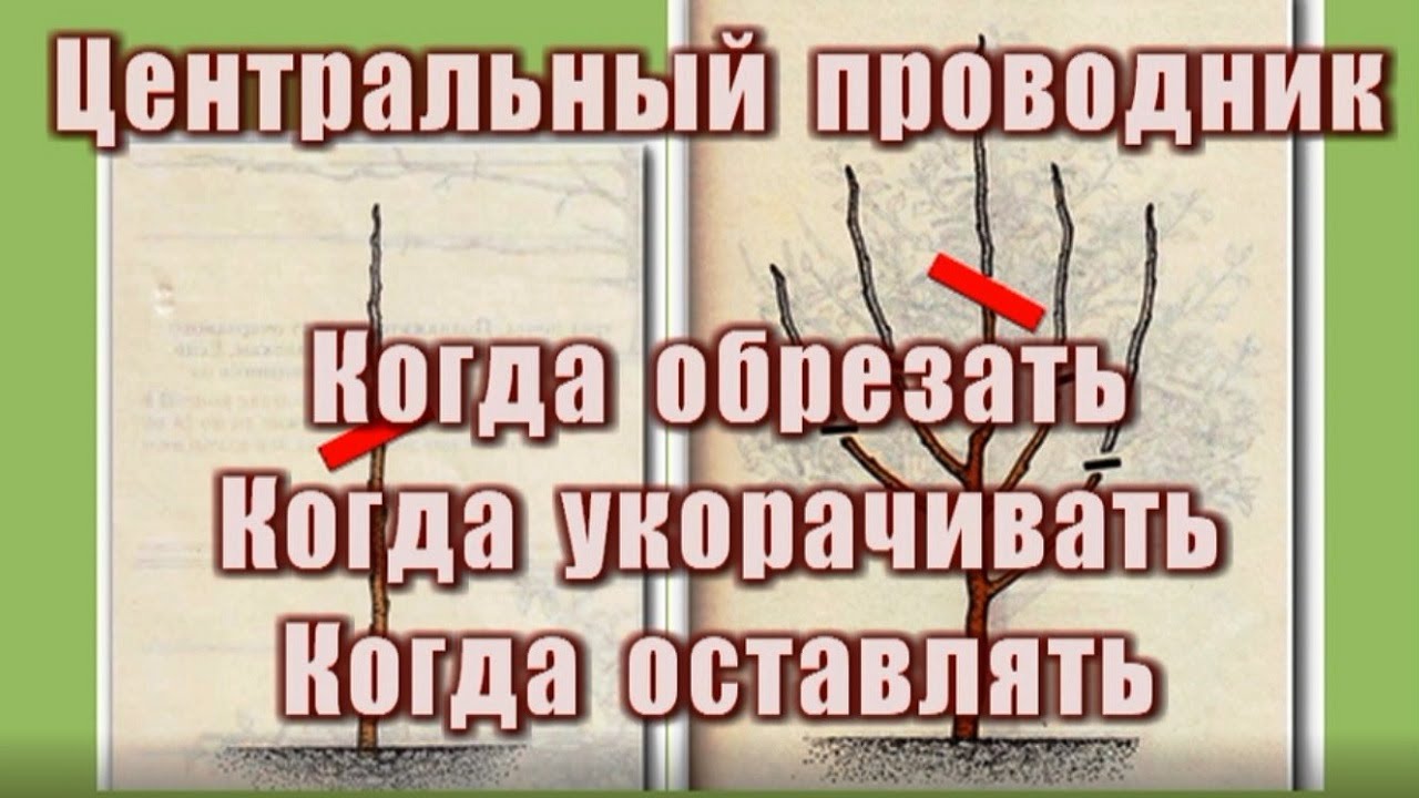 423_Центральный проводник. Когда обрезать, когда укорачивать, а когда оставлять.