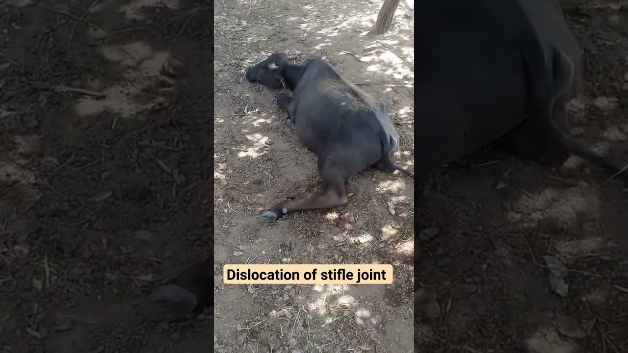 dislocation of stifle joint
