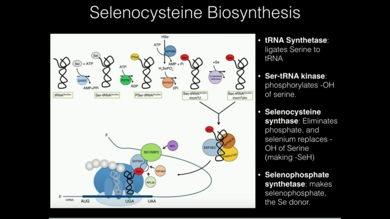Selenocysteine Biosynthesis