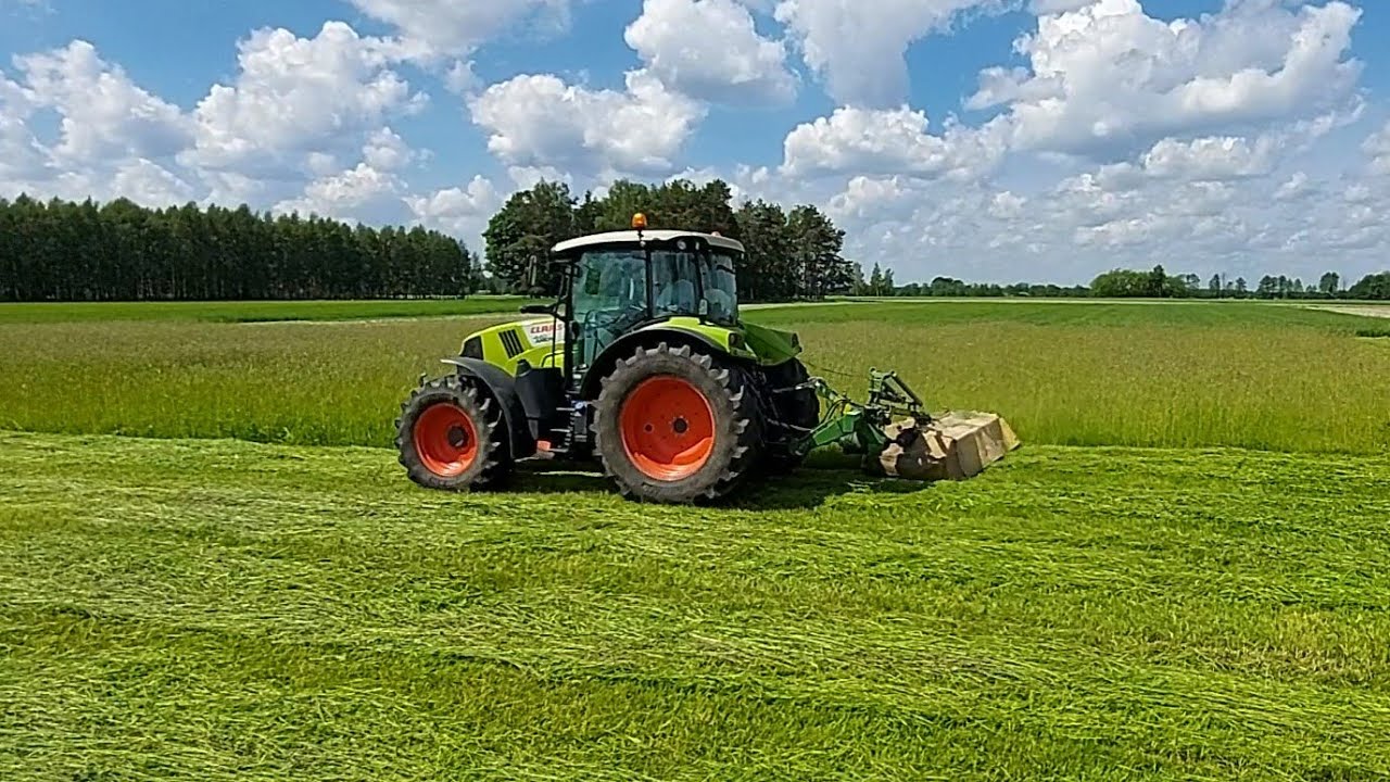 #273 Koniczyna czerwona na sianokiszonkę, pasza dla bydła.