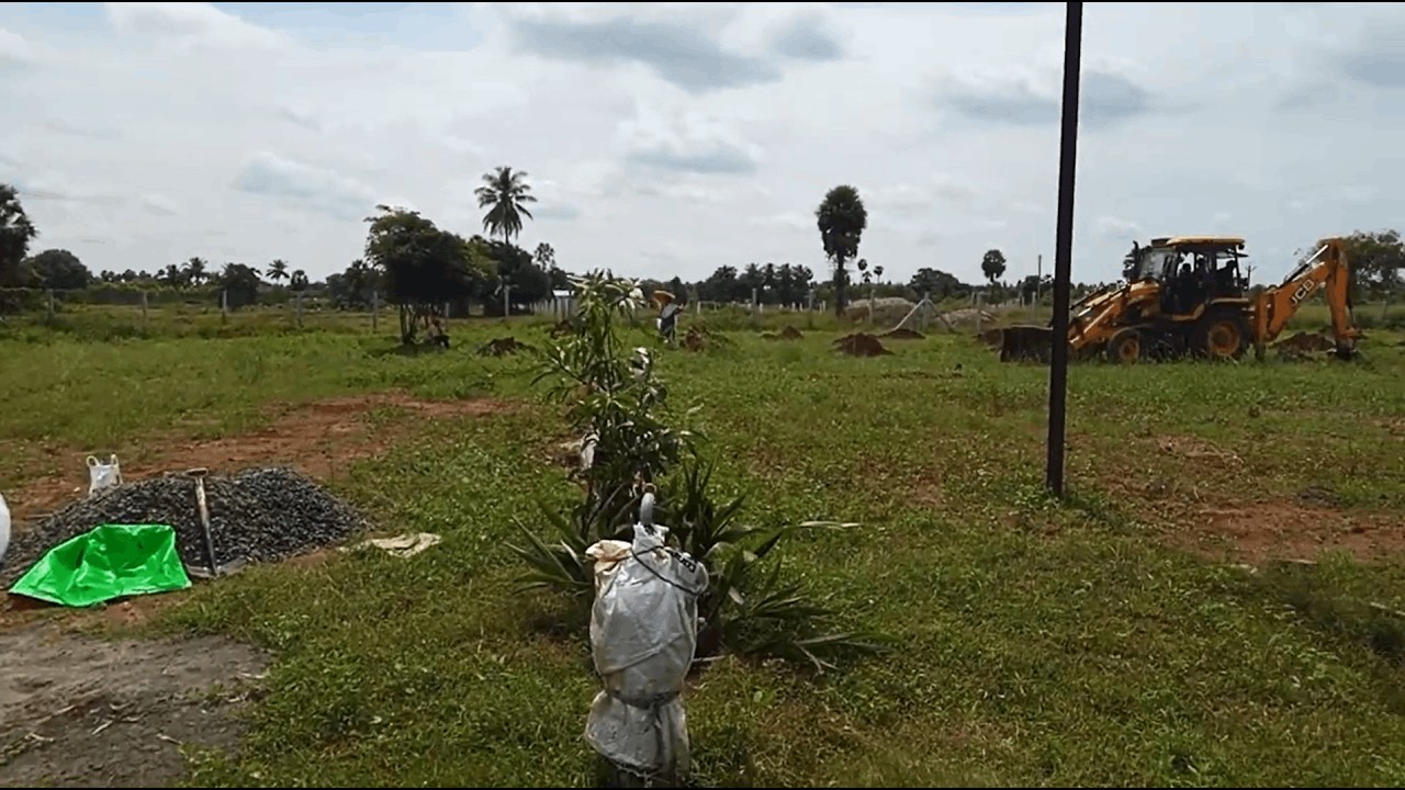 Rudy farmland beautiful and free from pollution, Kanchipuram🌴🌳🌲🪴🌱