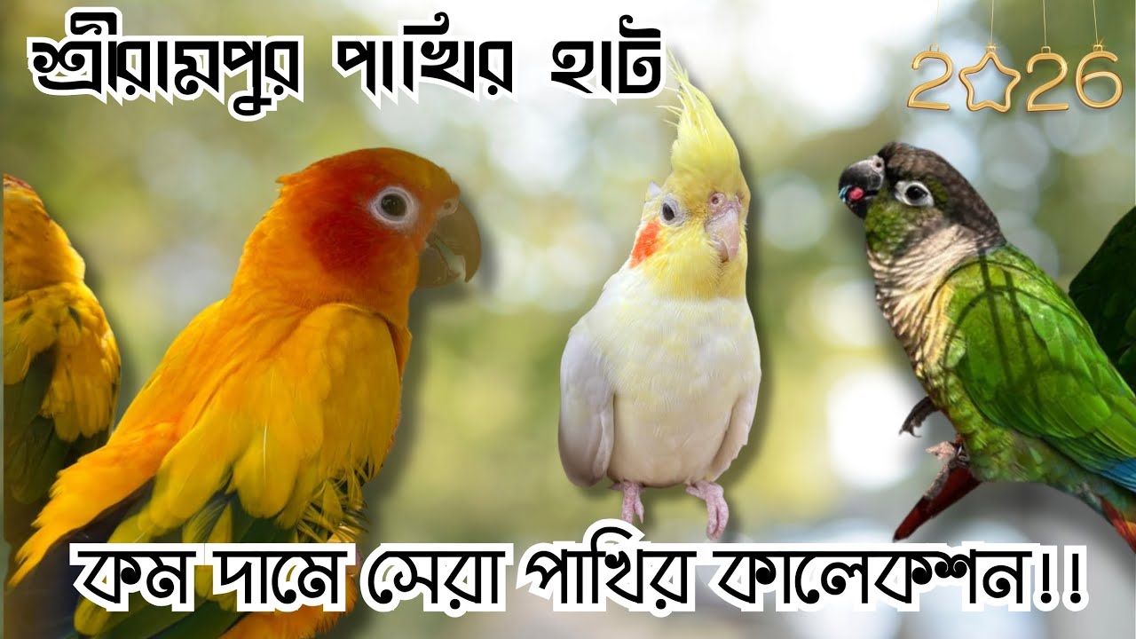 কম দামে সেরা পাখির কালেকশন! | Serampore Pet Market | Kolkata Bird Market