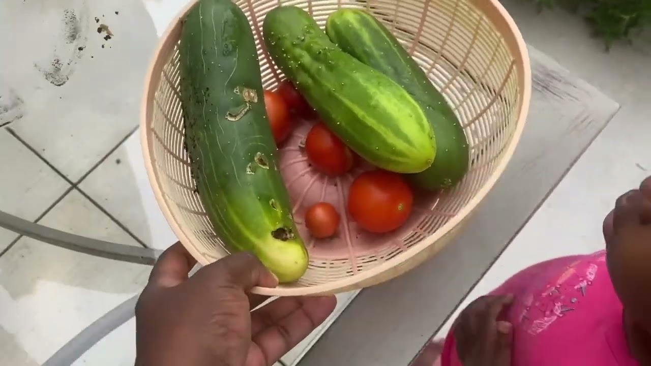 Reaping what I sowed  🇯🇲🇨🇦