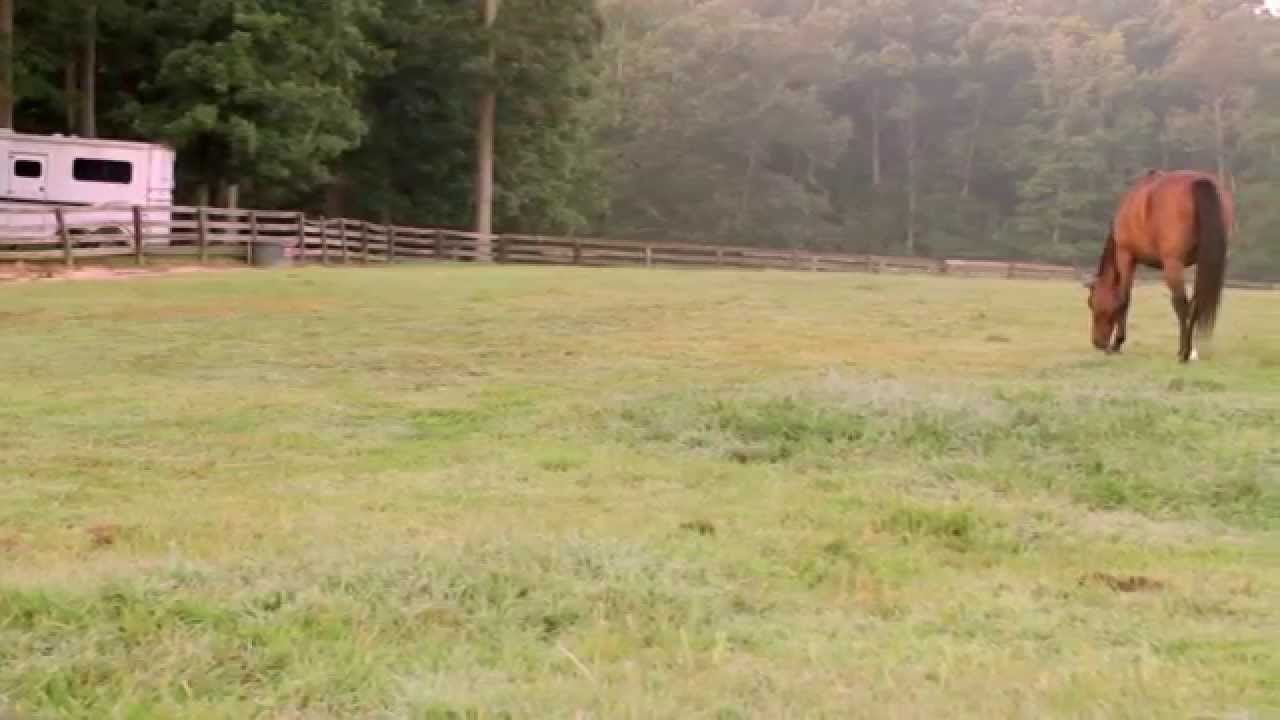 Forages & Pasture Management for Horses