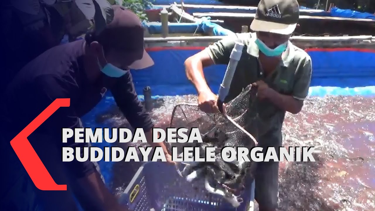 Pemuda Desa Sukses Budidaya Ikan Lele dengan Pakan Organik