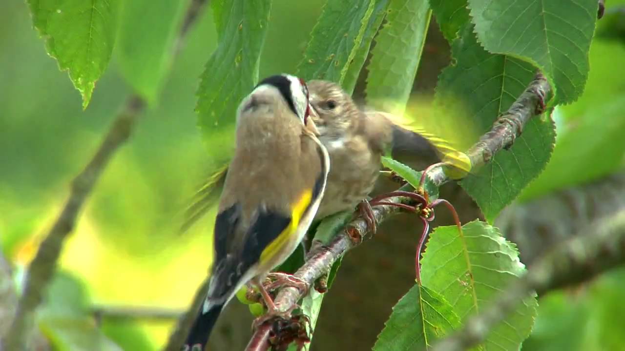 Goldfinches feeding their young