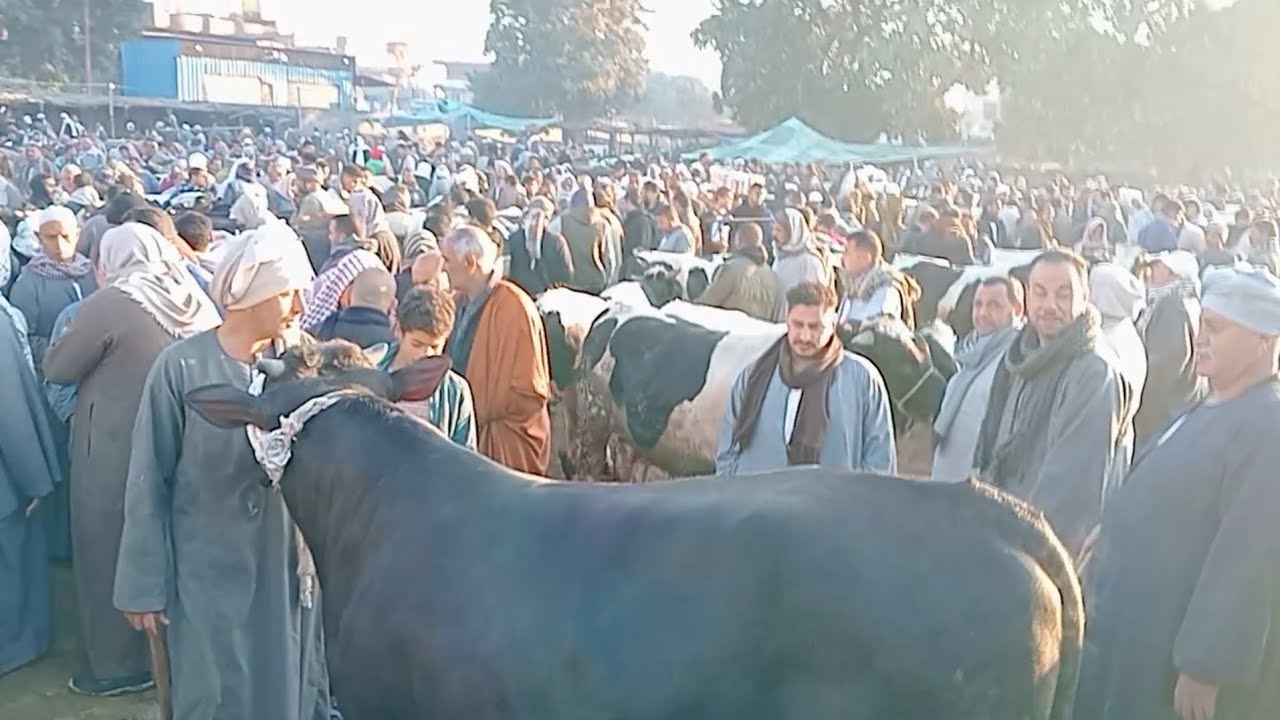 العجول الذكوره اللحم البقري وفي تحسن في الاسعار سوق التوفيقيه بحيره يوم 26/2/2025